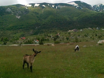 Uzgoj koza u Parku prirode Blidinje