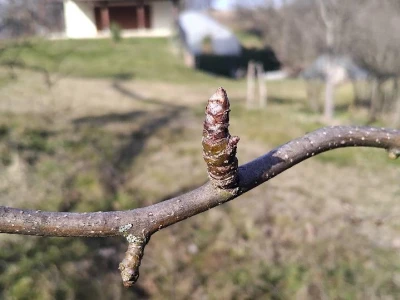 Rodni pupoljci na voćkama