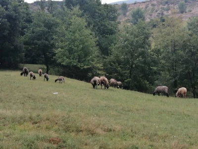 Romanovske ovce poboljšale život porodice Šemić iz Kaknja