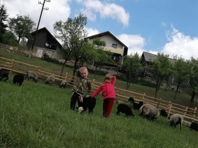 Romanovske ovce poboljšale život porodice Šemić iz Kaknja
