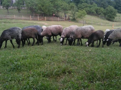 Romanovske ovce poboljšale život porodice Šemić iz Kaknja