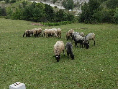 Romanovske ovce poboljšale život porodice Šemić iz Kaknja