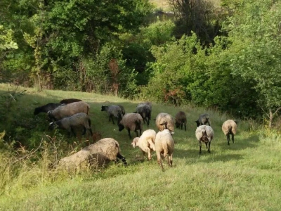 Romanovske ovce poboljšale život porodice Šemić iz Kaknja