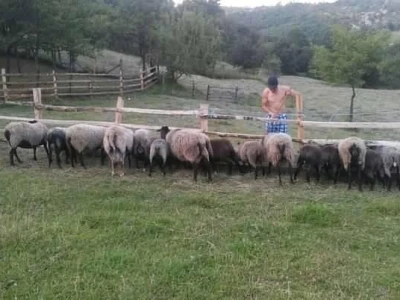 Romanovske ovce poboljšale život porodice Šemić iz Kaknja