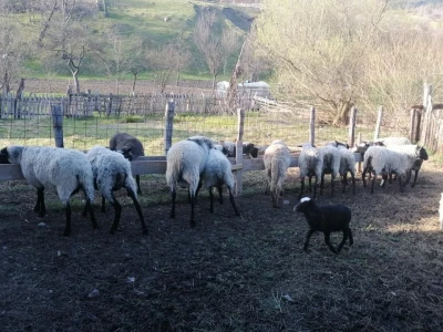 Romanovske ovce poboljšale život porodice Šemić iz Kaknja
