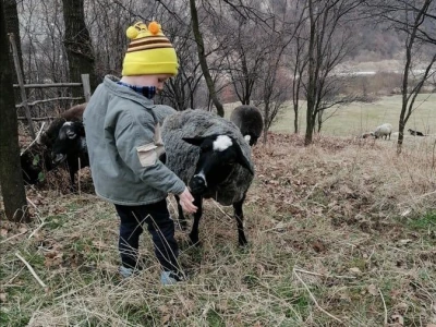 Romanovske ovce poboljšale život porodice Šemić iz Kaknja