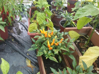 Chilli paprike