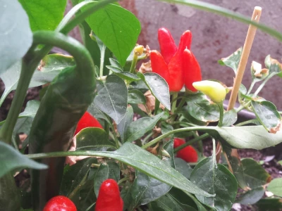 Sadnice chillija