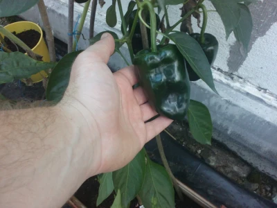 Chilli paprike