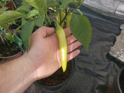 Chilli paprike