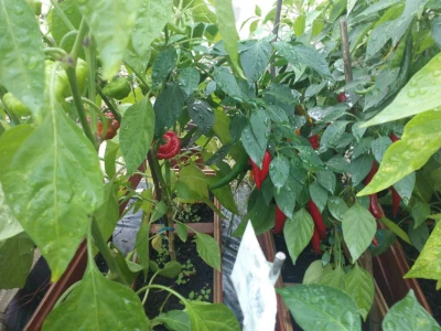 Chilli paprike