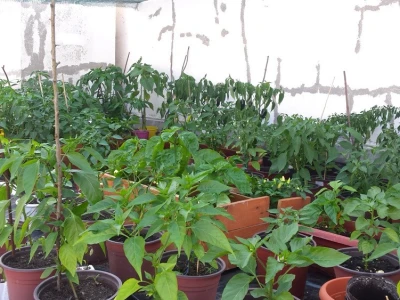 Sadnice chillija