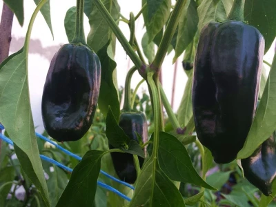 Chilli paprike