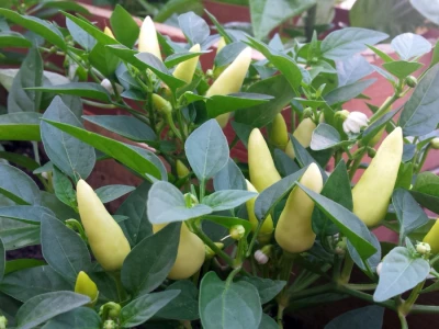 Chilli paprike