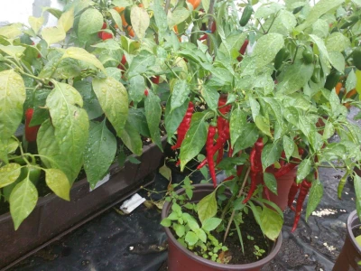 Chilli paprike