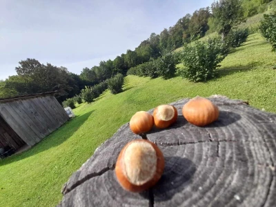 Rural Foto - proizvodnja