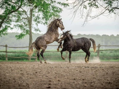 RuralFoto 2025 - TOP 10 fotografija u kategoriji #Životinje