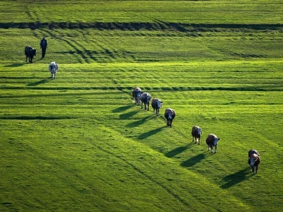 RuralFoto 2026 - Top 40