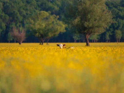 RuralFoto 2026 - Top 40