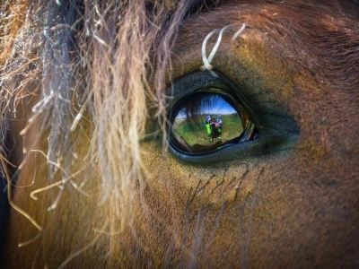 RuralFoto: Najboljih 10 #Životinje