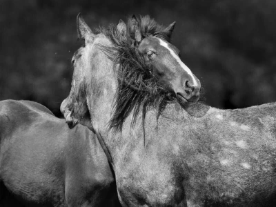 RuralFoto: Najboljih 10 #Životinje