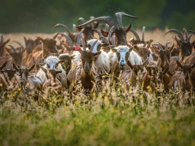RuralFoto TOP 10 #Životinje