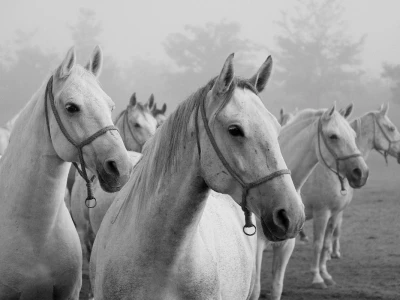 RuralFoto TOP 10 #Životinje