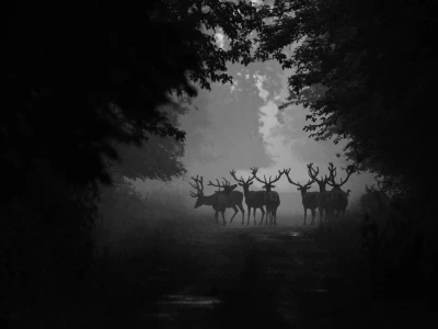 RuralFoto TOP 10 #Životinje