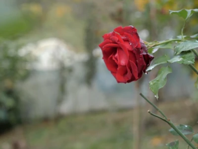 On je junak, a ona šefica! Eldin i Armina Muhović prepoznali blagodati sela