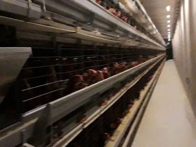 S prijedorske farme na tržište dnevno 6. 000 jaja