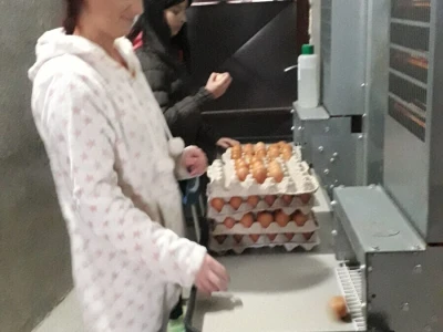 S prijedorske farme na tržište dnevno 6. 000 jaja
