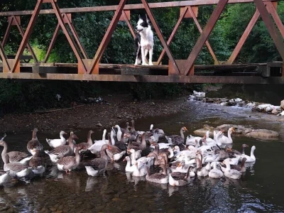 Sa farme gusaka redovno snima klipove za svoj kanal