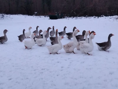 Sa farme gusaka redovno snima klipove za svoj kanal