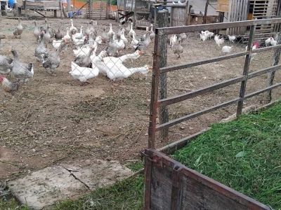 Sa farme gusaka redovno snima klipove za svoj kanal