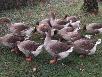 Sa farme gusaka redovno snima klipove za svoj kanal