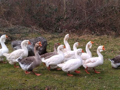 Sa farme gusaka redovno snima klipove za svoj kanal
