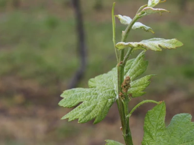 Sadnja 279 sorata vinove loze iz cijelog svijeta