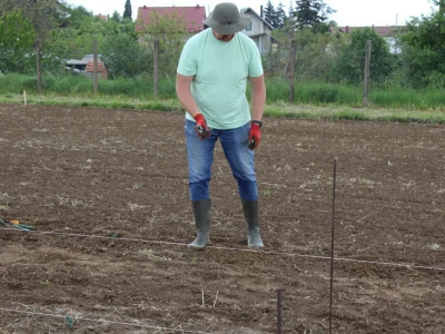 Sadnja 279 sorata vinove loze iz cijelog svijeta