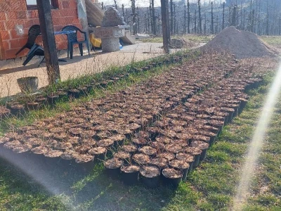 Sadnja borovnica