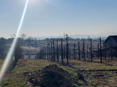 Sadnja borovnica