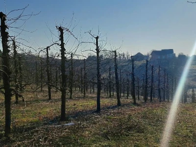 Sadnja borovnica