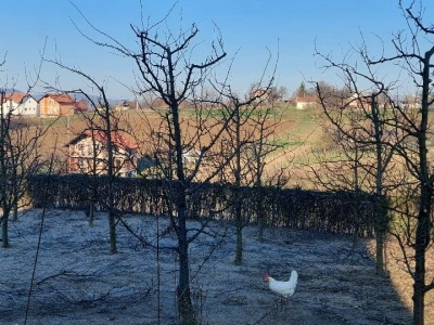 Sadnja borovnica