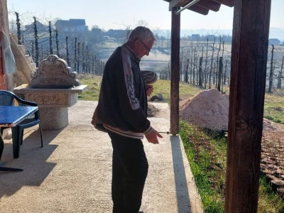 Sadnja borovnica
