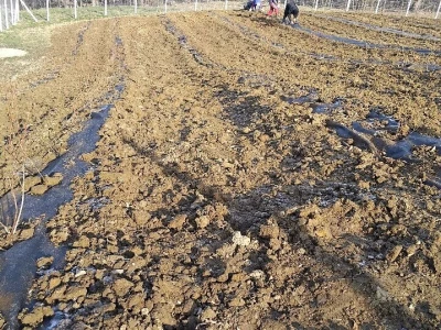Sadnja borovnica