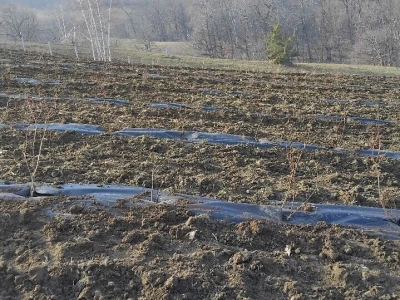Sadnja borovnica