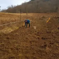 Sadnja šljiva u Šekovićima