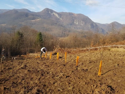 Sadnja šljiva u Šekovićima