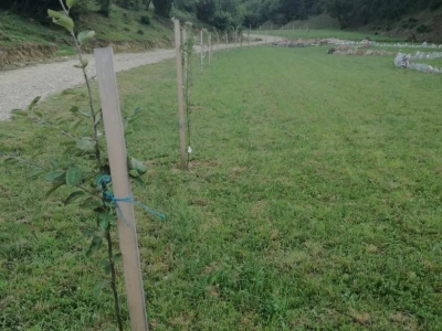 Sadnja voćaka