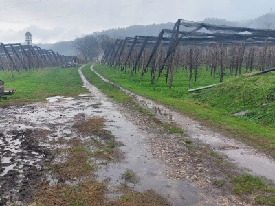 Sadnja voća na terenima koji plave