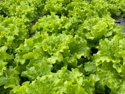 salata plastenik